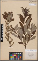 Foto von Salix aurita L. x Salix eleagnos Scop.